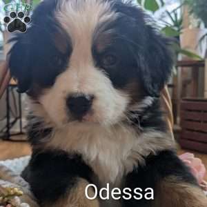 Odessa, Bernese Mountain Dog Puppy